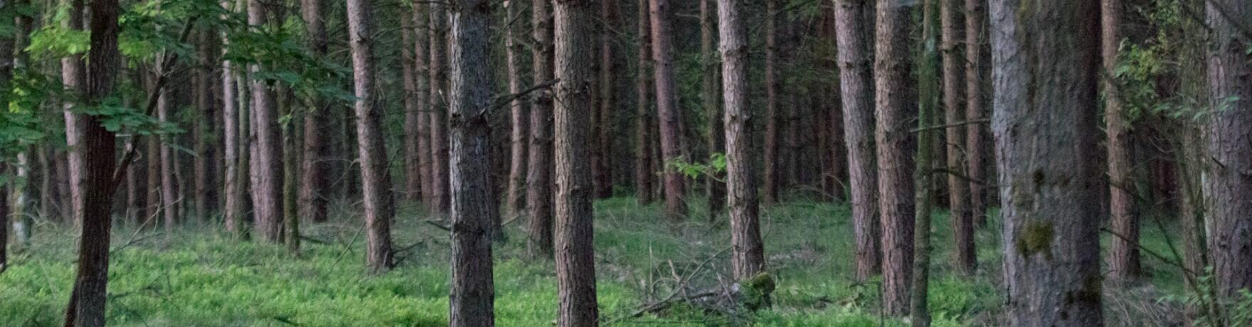 Najpiękniejsze trasy spacerowe w Borach Tucholskich