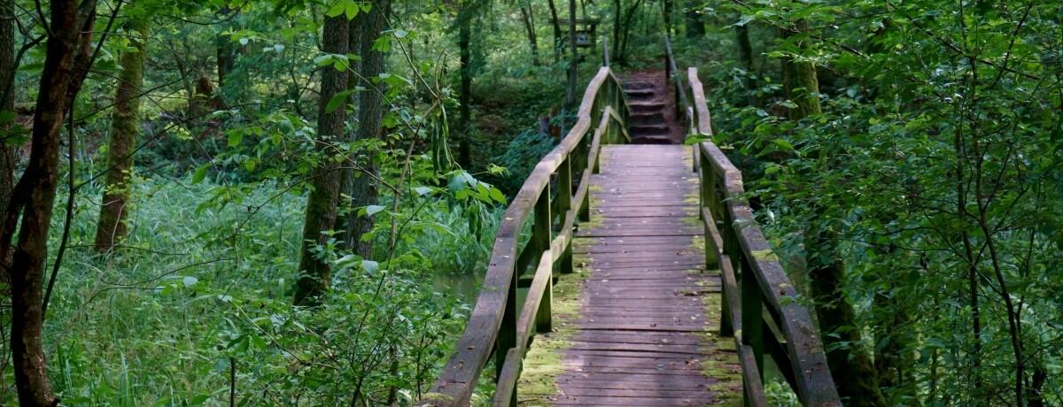 Jelenia Wyspa – perła Borów Tucholskich, gdzie spokój spotyka elegancję